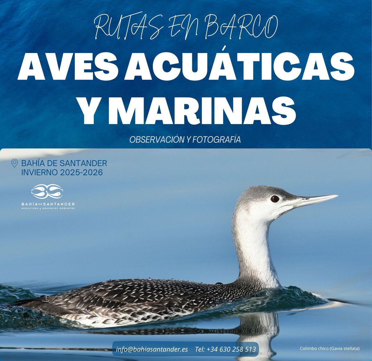 Rutas en Barco para la observación y fotografía de Aves Acuáticas y Marinas