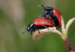 "Ñaca, ñaca o pío, pío. Naturaleza, sexualidad y psicoanálisis", con Angélica Galán y Sergio Martínez