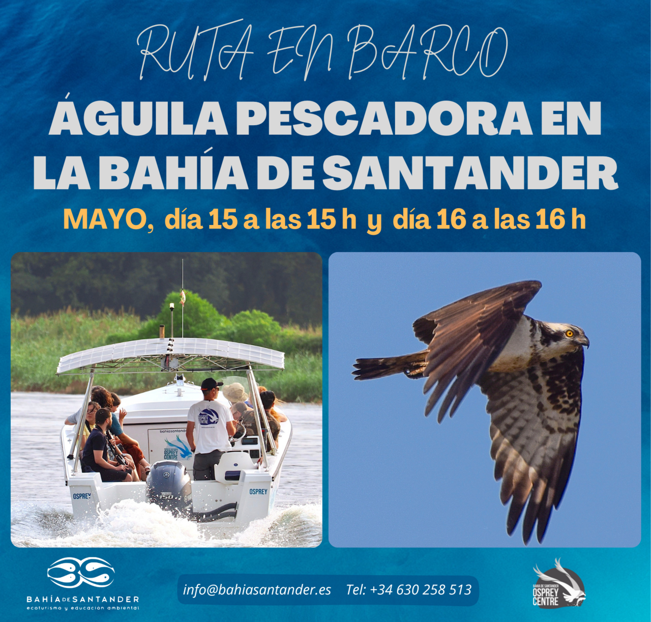 Ruta en barco "Águila pescadora en la Bahía de Santander"