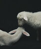 "Persona", una exposición de Estela de Castro