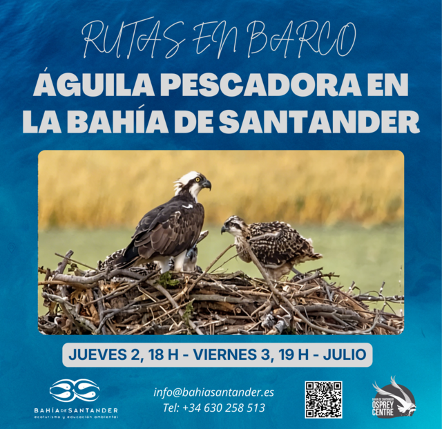 Ruta en barco "Águila pescadora en la Bahía de Santander"