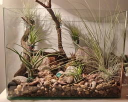 Taller "Plantas de aire para tu terraza"