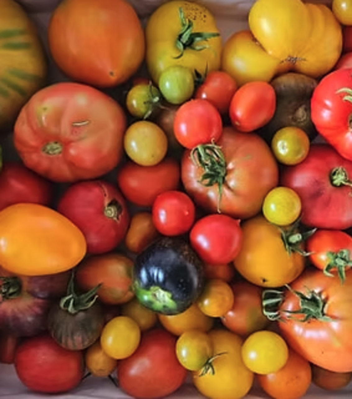 Habitar el Paisaje III: “Del mar vino un tomate”, introducción a la diversidad del tomate, exposición y cata